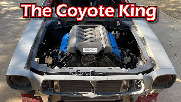WORLDS FIRST COYOTE SWAPPED KING COBRA