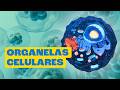 Quiz sobre Organelas Celulares
