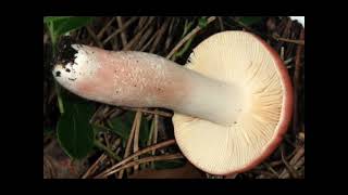 Russula roseipes