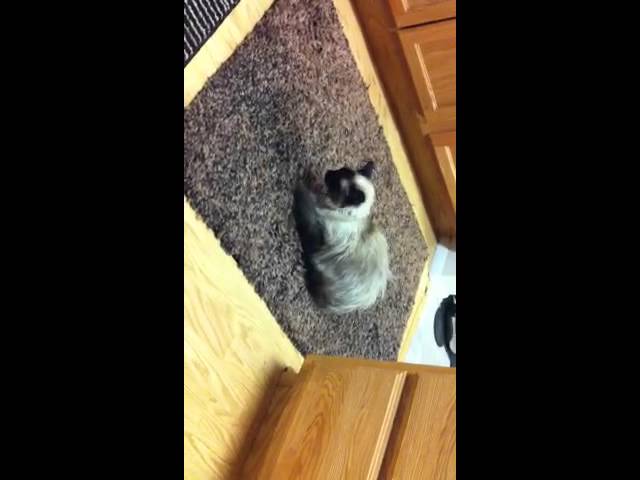 Cat With A Tummy Ache Youtube