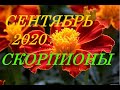 СКОРПИОНЫ. ТАРО-ПРОГНОЗ на СЕНТЯБРЬ 2020г.