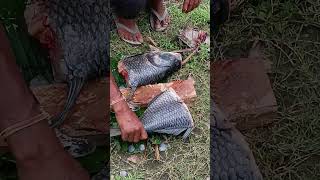big catla fish cutting #big #fishing #new