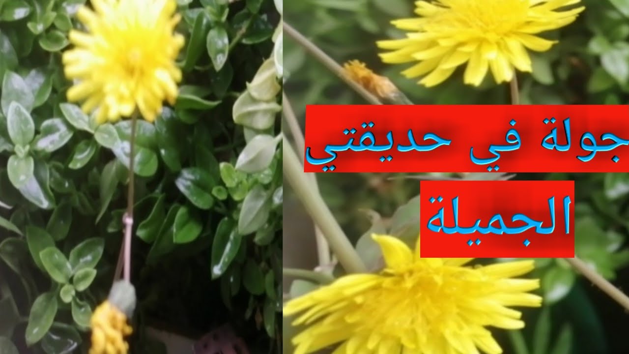 @#جولة في حديقتي| الرائعة |والمتميزة|👌🌱 وبعض النصائح ✍️📗🏞️