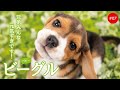 かわいいビーグルの子犬たち #07 Beagle