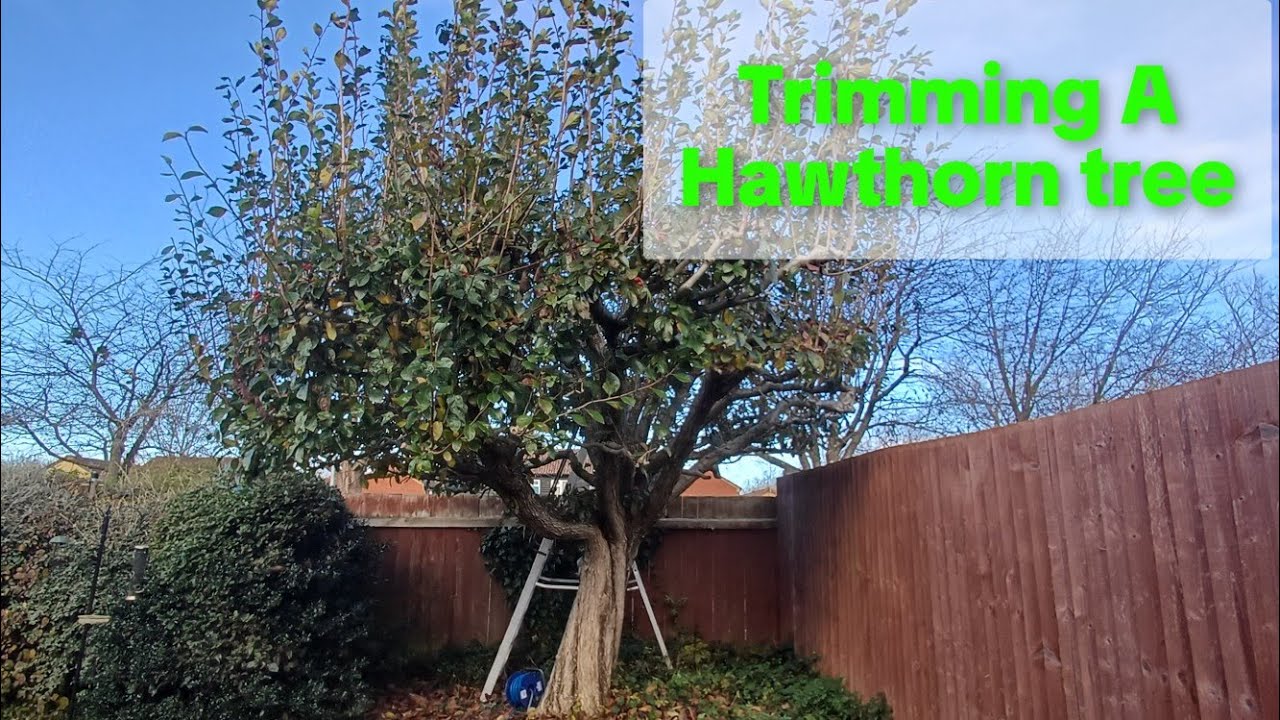 How I Trim a Hawthorn Tree | Cut with care 