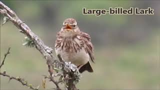 12 lark calls from Southern Africa