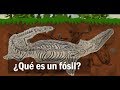 ¿Qué es un fósil?