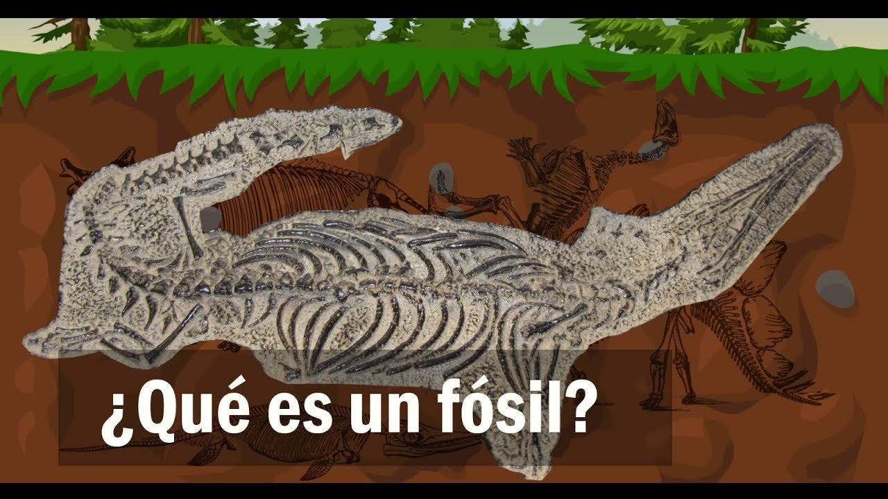 Qué es un fósil? - YouTube