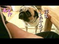 厳しい取り調べの末、激しい嫉妬に狂うパグ犬ぷぅ Pug｜田舎暮らし