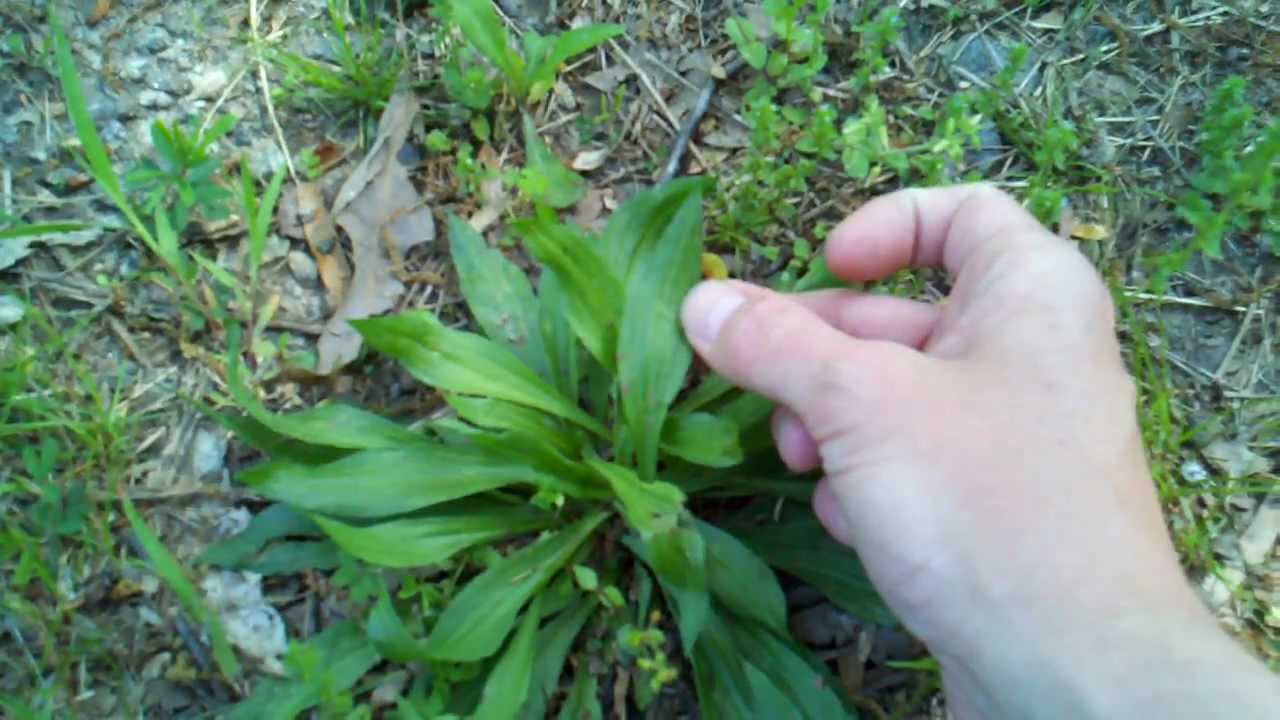 Wild edibles Plantain, keep your eyes to the ground YouTube