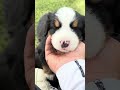 バーニーズマウンテンドッグ　生後３１日目🐕