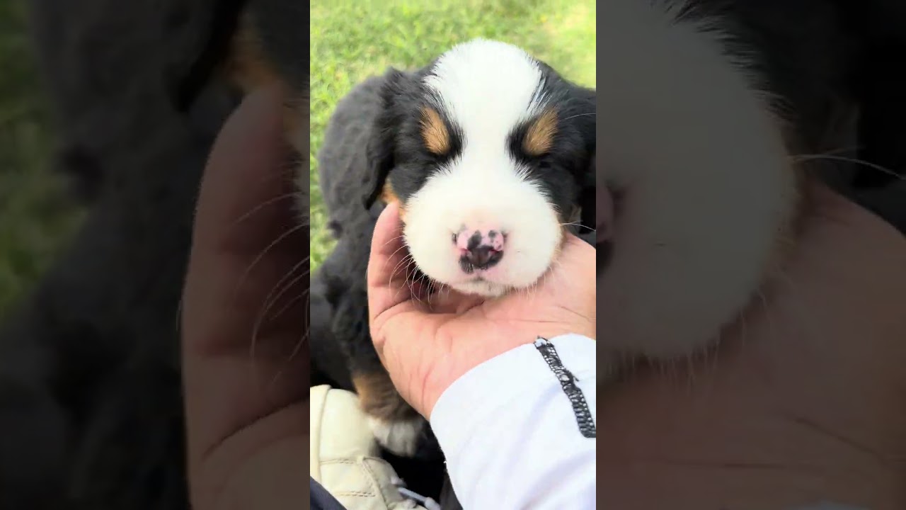 バーニーズマウンテンドッグ　生後３１日目🐕