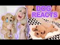 MY PUPPY REACTS TO SCARY VIDEOS!!