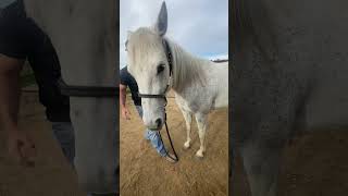 Chiropractic Adjustment on a Horse,l with a Stiff Neck on the Left. HUGE 💥