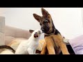 What does love look like a Puppy German Shepherd and a Kitten