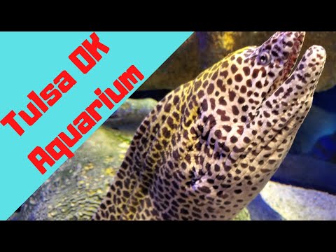 Vlog 168 Tulsa Aquarium (Jenks Oklahoma) | Vlog 4 of 7 from Trip