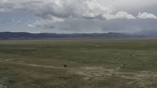 Adobe Valley, California Wild Horses