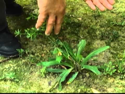 Vídeo: Cortando a chicória – quando podar as plantas de chicória no jardim