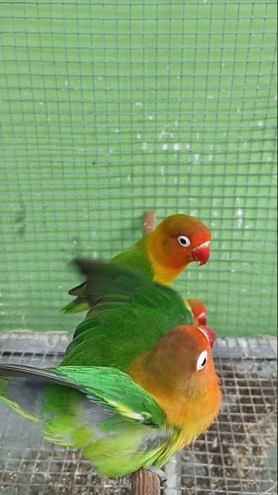 LOVEBIRD BETINA BIRAHI MINTA KAWIN #bird #birds #birdsounds #lovebirds #nature #burung #burungkicau