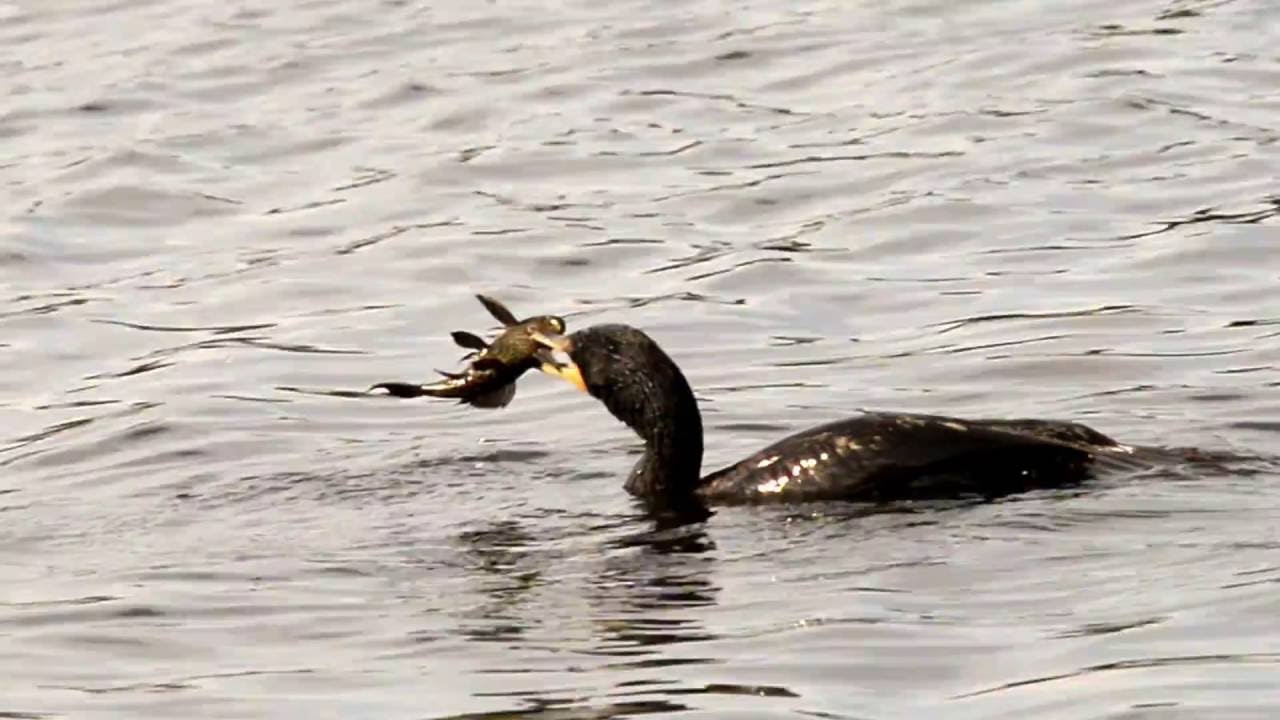 Cormorant Eating fish YouTube