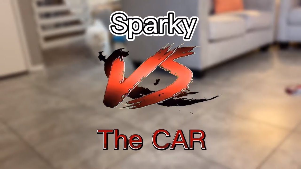 [Dog VS The Car] (A short film) Are samoyeds afraid of toy cars? Dog's first reaction to toy car!