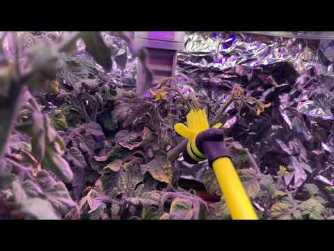 Sean Checks It Out Episode 56 - Aerogarden Bee-Pollinator (Be The Bee)