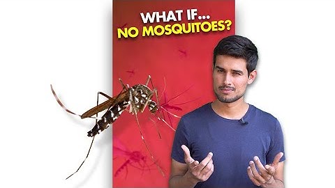 What If We K*LL All the Mosquitoes?