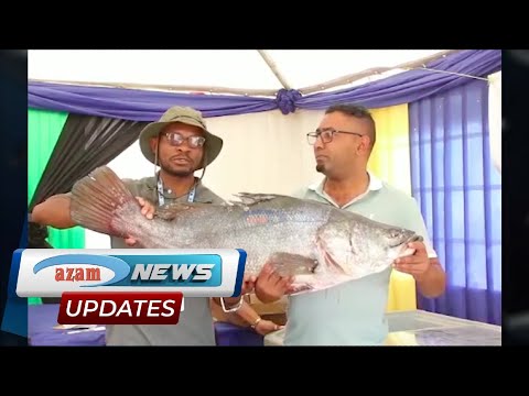 Mabondo Ya Sangara Na Faida Zake Kemkem Ikiwemo Kutengeneza Nyuzi Za Kushonea Wagonjwa Hospitalini