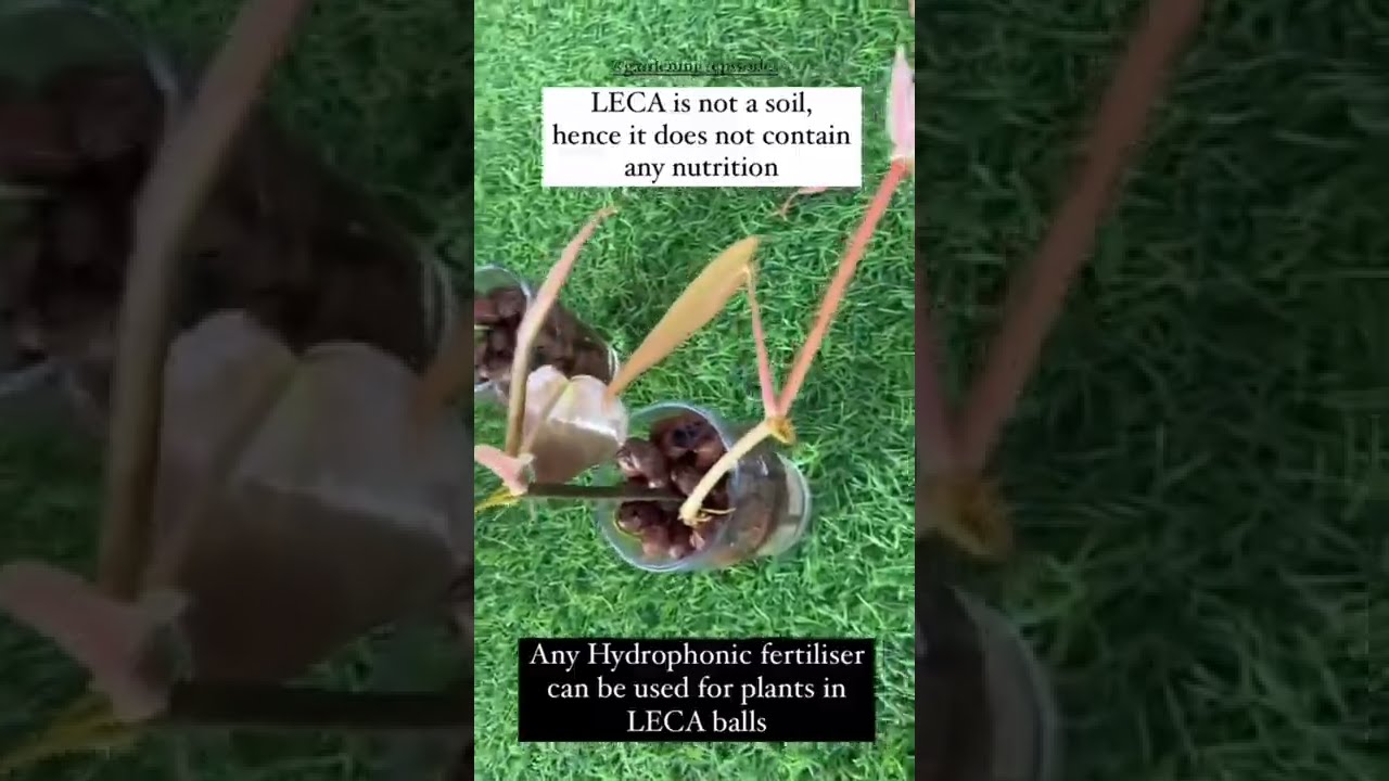 What Are LECA Balls 