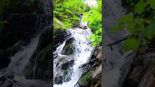 Nature 4k 591  Vertical Nature Scene 