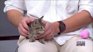Pet Talk: Avoid Adoption Scams