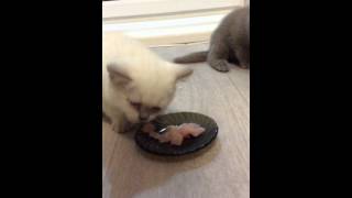 Котята кушают. Британские котята ужинают Котята кушают. Британские котята ужинают