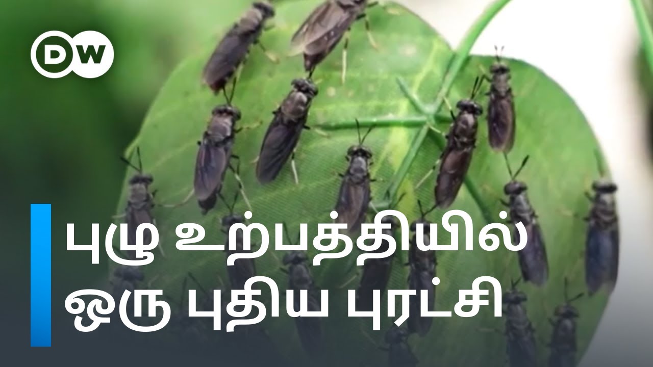 Black soldier fly farmingஇல் இவ்வளவு நன்மைகளா? வியப்பூட்டும் தகவல்கள் | DW Tamil
