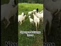 keluarga inces #sobatangon#domba#goat#farm#peternak