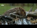 Master Builders of the Wild: Beavers at Work | Great American Thaw | BBC Earth