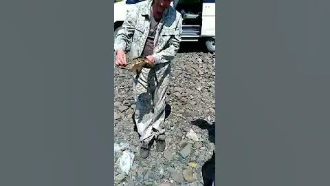Черепаха в Амуре