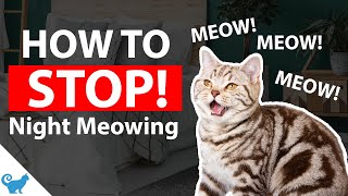 How to stop cats from meowing at night? [Your Cat Question Answered]