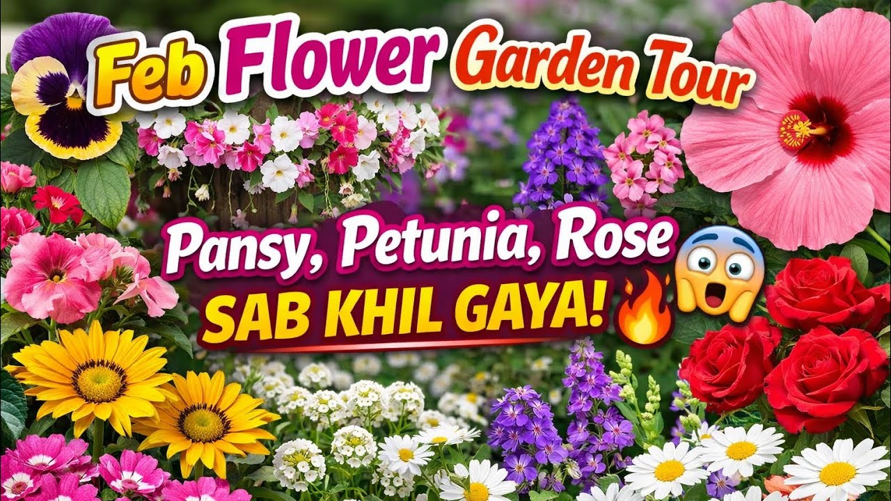 February flower garden tour ( my own mughal garden) #flowers #february #gardentour 