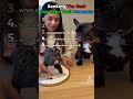 ranking funniest dog moments