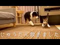タイルカーペットを敷いたときの犬さんと猫さんの反応