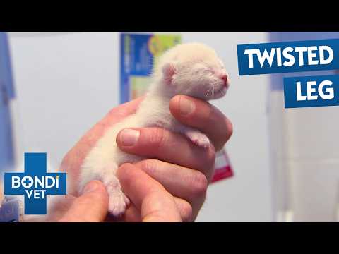 Best Of Bondi Vet Season 7 Marathon | Episodes 7 to 9