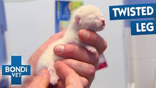 Best Of Bondi Vet Season 7 Marathon | Episodes 7 to 9