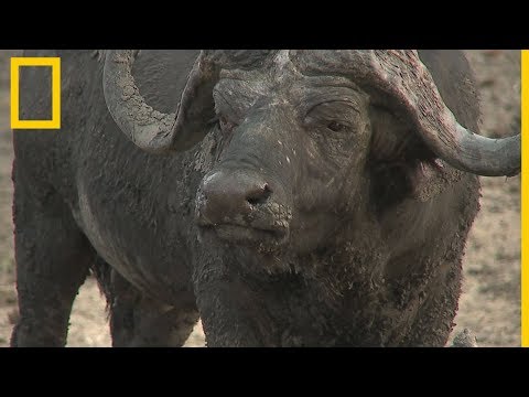 Video: Búfalos africanos: descripción, variedades