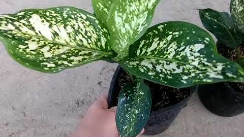 Cây Ngọc Ngân Thủy Sinh - 1145