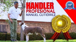 CÓMO APRENDER A MANEJAR A MI PERRO. 1era. parte.