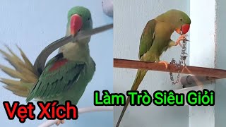 Vẹt Xích Thái Thông Minh.Vẹt Làm Được Rất Nhiều Trò Cực Giỏi ( Vẹt ALEXANDRINE PARAKEET )