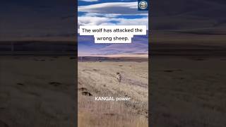 Kangal Dog Attacks Wolf In Brutal Showdown