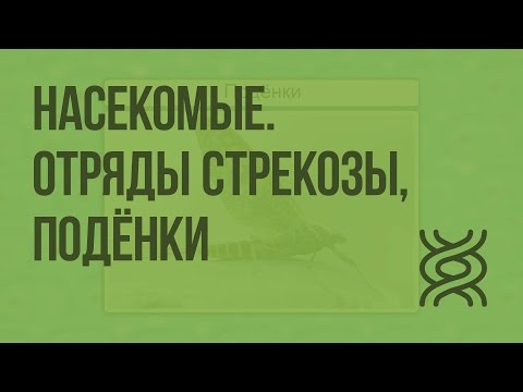 Насекомые. Отряды Стрекозы, Подёнки. Видеоурок по биологии 7 класс