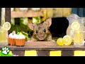 Man builds tiny village in his garden for his mouse friends