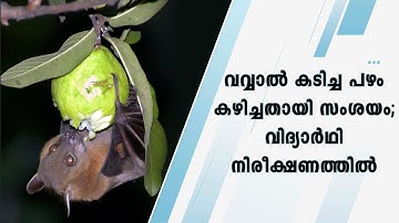 വവ്വാൽ കടിച്ച പഴം കഴിച്ചതായി സംശയം; വിദ്യാർഥി നിരീക്ഷണത്തിൽ | nipah virus | trivandrum